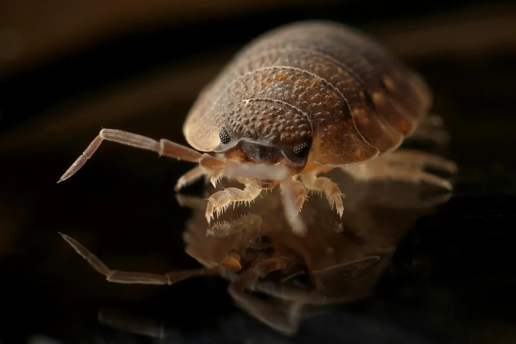 Bed-Bug-Treatment - Pennsauken Pest Control Pros | Pennsauken, NJ | 856-517-8119
