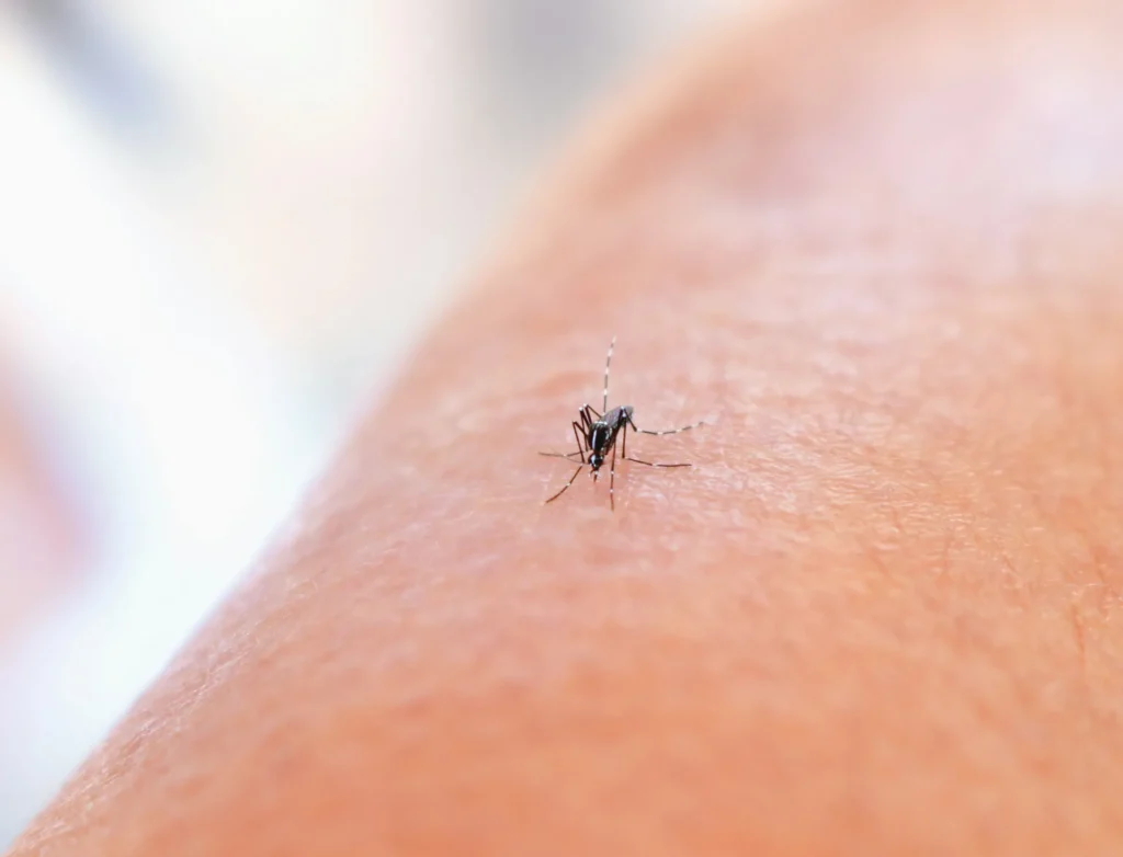 Mosquito Control - Pennsauken Pest Control Pros | Pennsauken, NJ | 856-517-8119